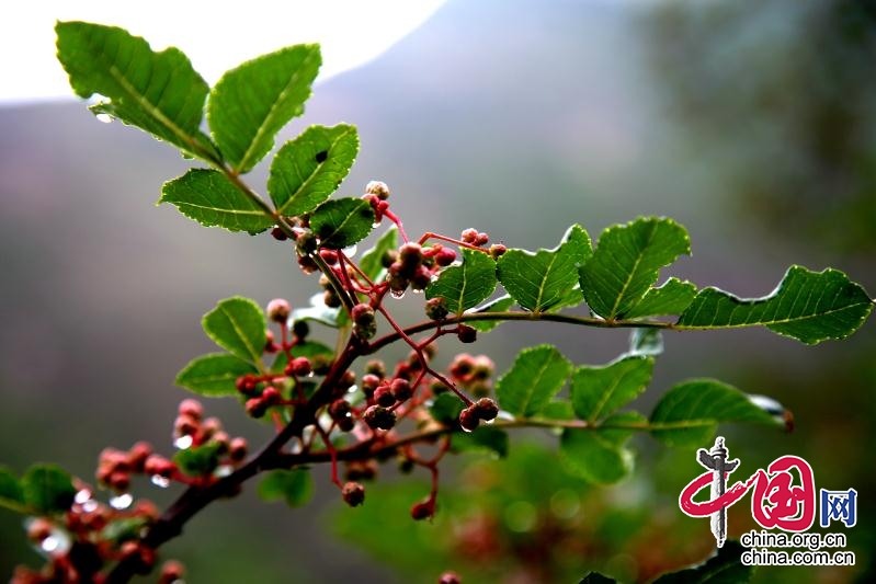 九寨沟县永和乡：绿色产业下的幸福“花椒味”